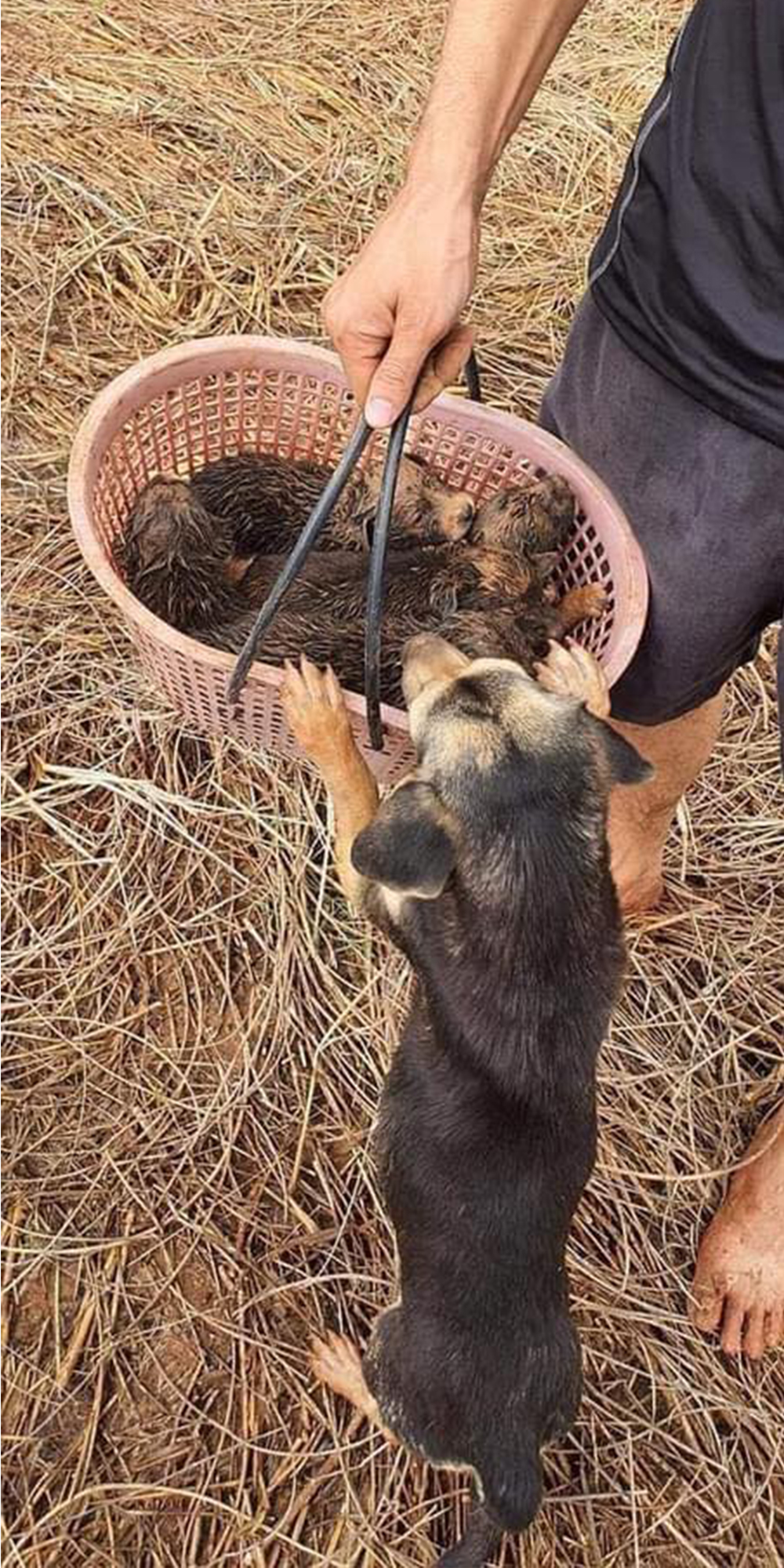 Chú chó liên tục yêu cầu 'sen' cho xem giỏ để kiểm tra quân số