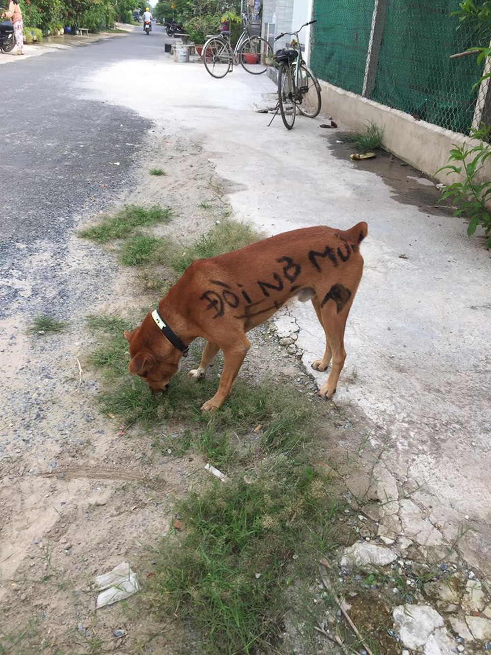 Tha thu vài đường hổ báo cho cậu Vàng đi đòi nợ thuê, ai ngờ dân mạng vừa liếc qua đã phán: Tấu hài cho đứa vay tiền thì đúng hơn! - Ảnh 3.