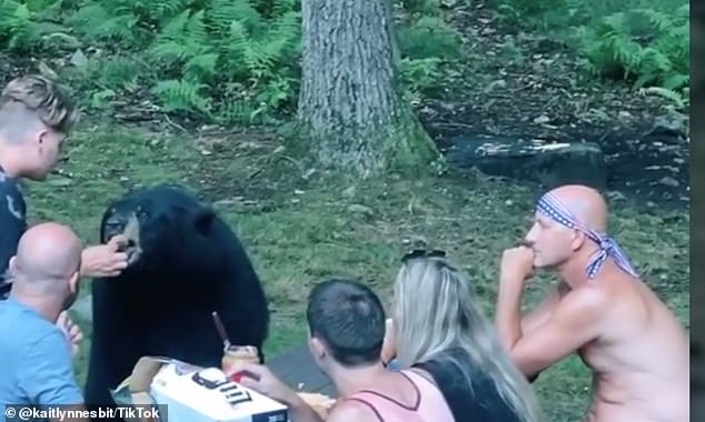 Cả gia đình đi picnic, chú gấu hồn nhiên đến xin ăn, ngồi ‘nhậu’ như người nhà - Ảnh 3.