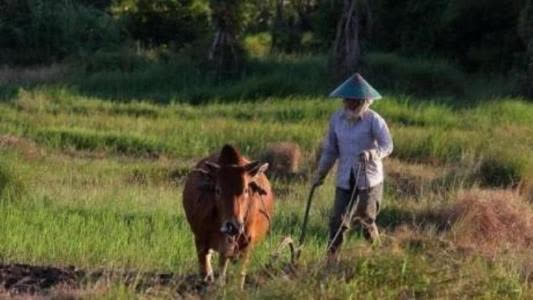 Đi trộm bò bị bò húc chết: Gia đình tên trộm quấy rối chủ nhà, đòi bồi thường 1,7 tỷ đồng - Ảnh 3.