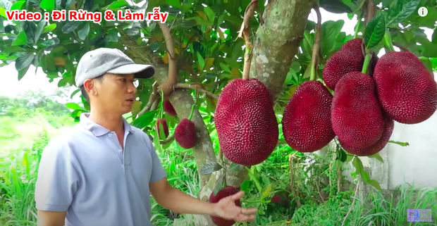 Thực hư về quả mít vỏ đỏ “độc nhất vô nhị” tại Việt Nam đang khiến cộng đồng mạng tranh cãi: Lẽ nào lại là chiêu trò “câu view”? - Ảnh 4.