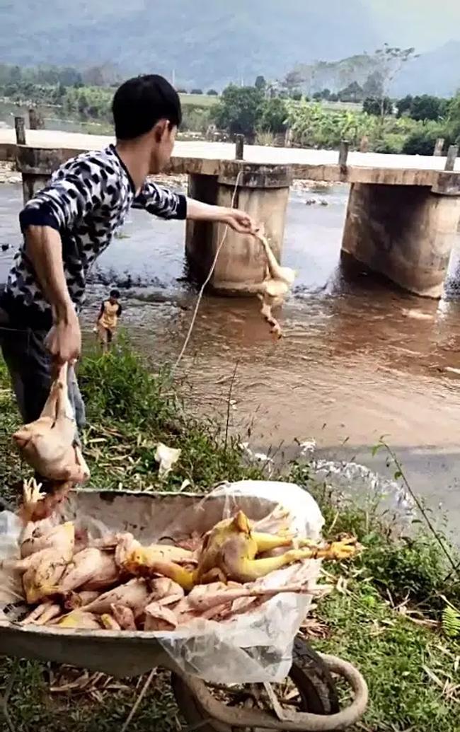 Chàng trai quăng hàng chục con gà xuống suối khiến dân mạng nhao lên tiếc rẻ, hóa ra đó lại là 'hậu trường' làm cổ cỗ cưới 0