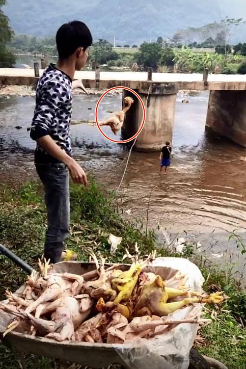 Chàng trai quăng hàng chục con gà xuống suối khiến dân mạng nhao lên tiếc rẻ, hóa ra đó lại là 'hậu trường' làm cổ cỗ cưới 1