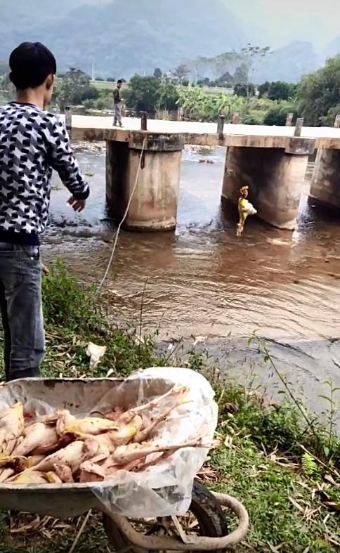 Pha quăng hàng chục con gà khiến dân tình xót ruột kêu lãng phí, nhưng hóa ra là để chuẩn bị tiệc cưới mà thôi!