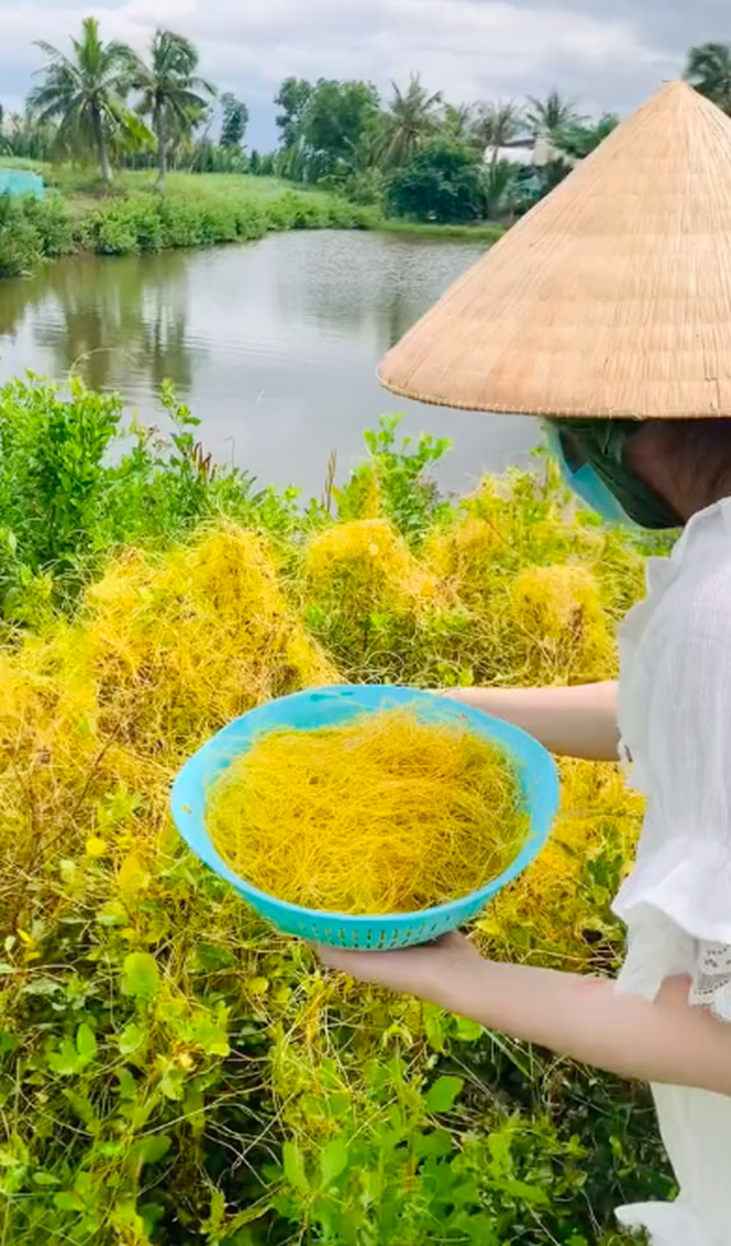 Việt Nam có loài thực vật mọc dại không ai nghĩ sẽ ăn được, xem clip cô gái mang đi chế biến càng hoang mang hơn? - Ảnh 1.